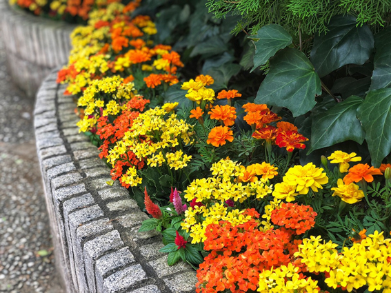 10月の教会のお花たち…画像その1